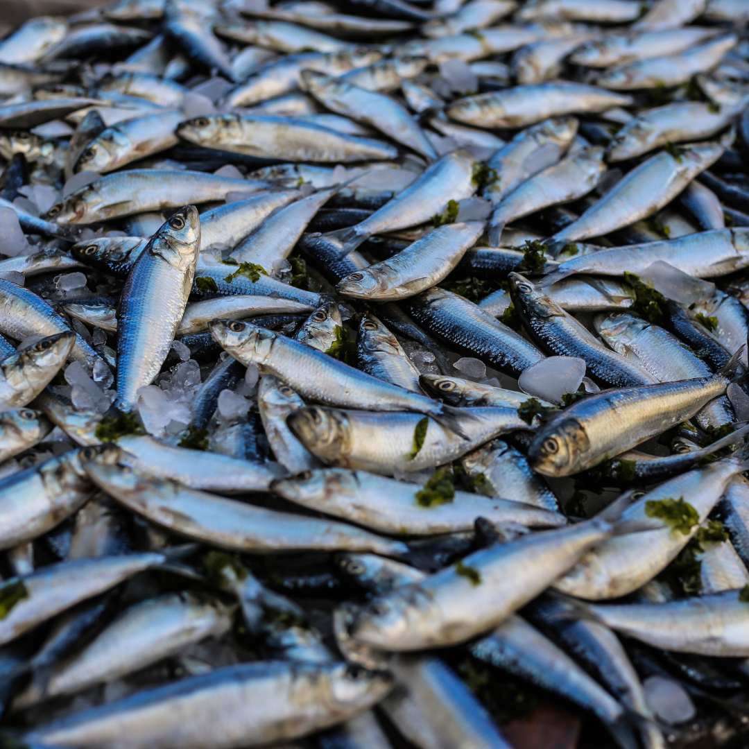 Pescado fresco